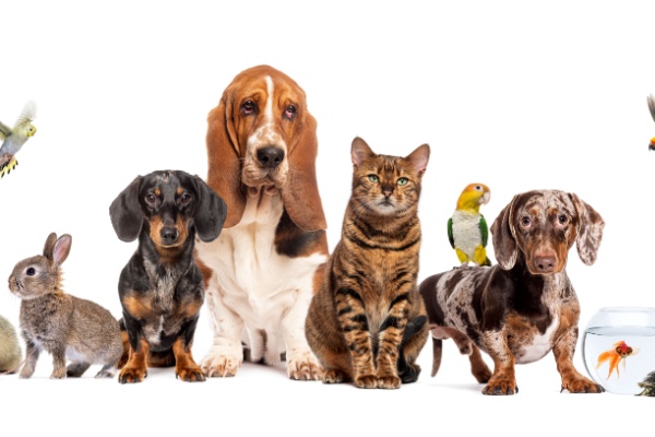 Shutterstock soinsprotection