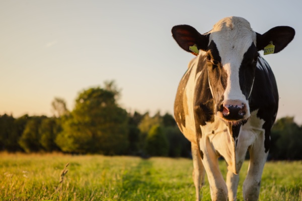 Shutterstock agricultureaide