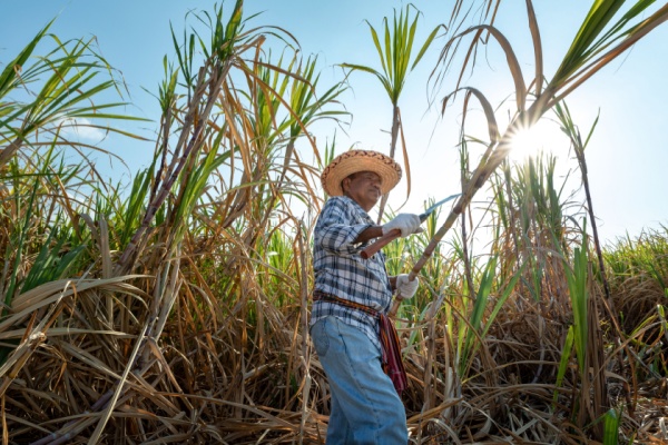 Shutterstock agriculturecanneasucre
